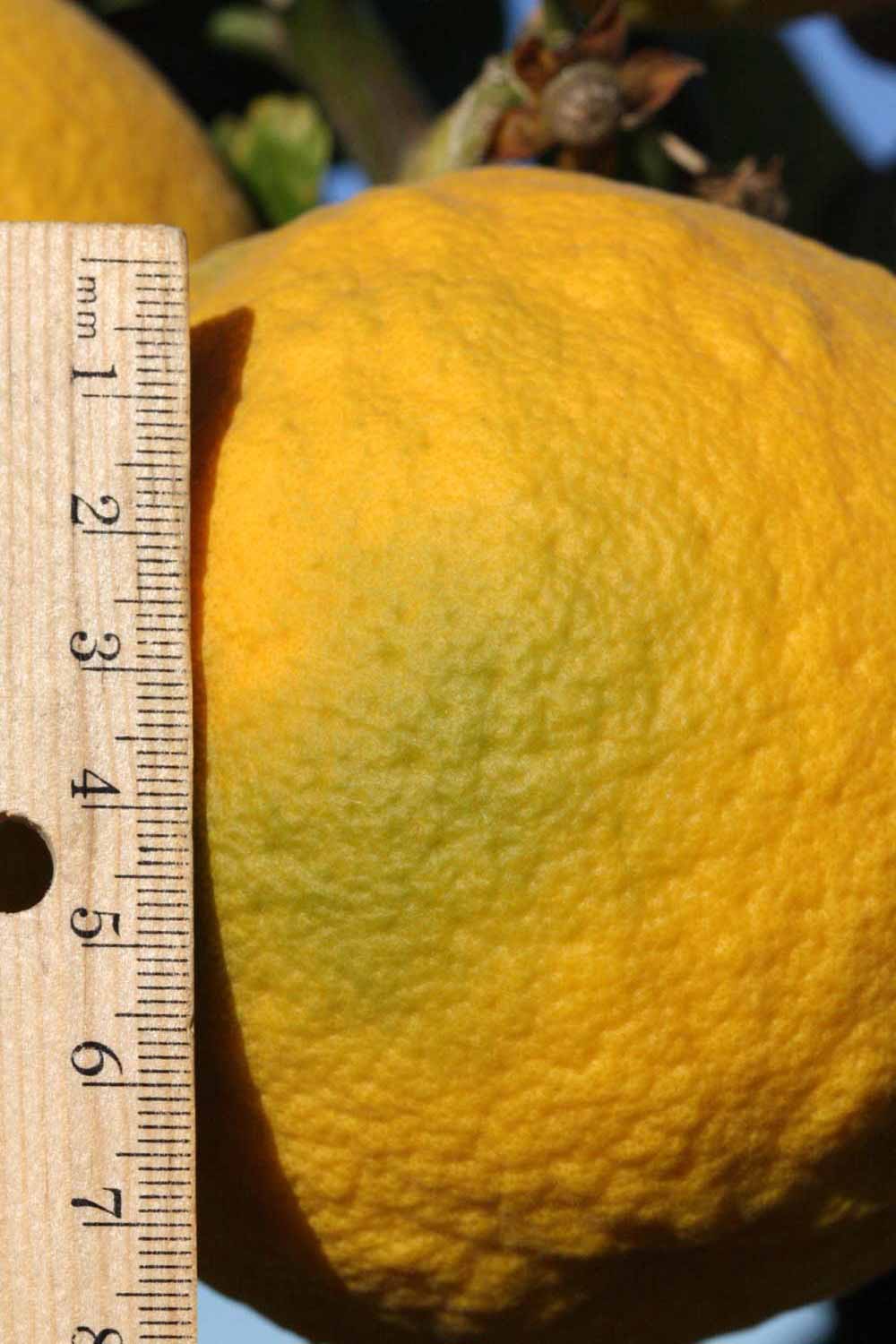              Fruit of  Citrus paradisi   x  Poncirus   trifoliata         (1452 [citrumelo], Riverside,   CA)       